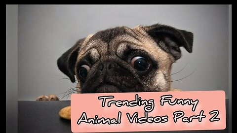 Funny Animal Videos Part 2