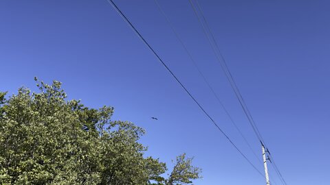Osprey Lands In Nest #4k #dolbyvision #swfl