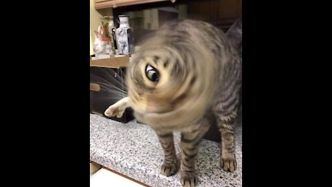 This Cat Compilation is NUTS