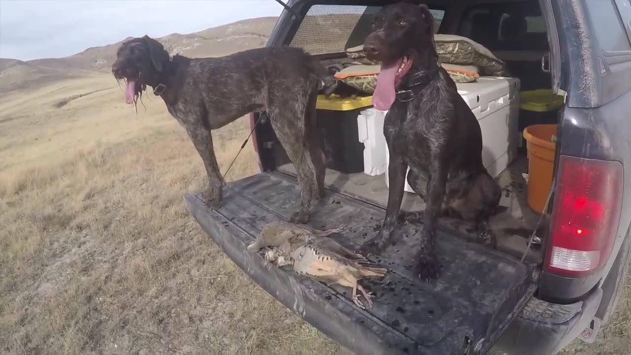 Chukar hunting: First time is for fun, every time after that is for revenge
