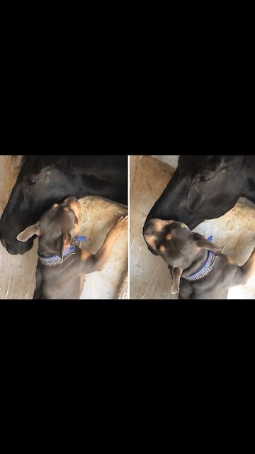 True Love Story Between An American Bully And A Horse