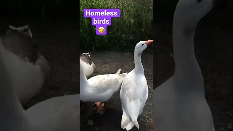 Moulting Guinea fowl look like homeless birds 🤣