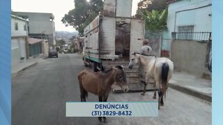 Vale do Aço: Animais Soltos em Avenidas e Ruas de Ipatinga causam Transtornos no Trânsito.