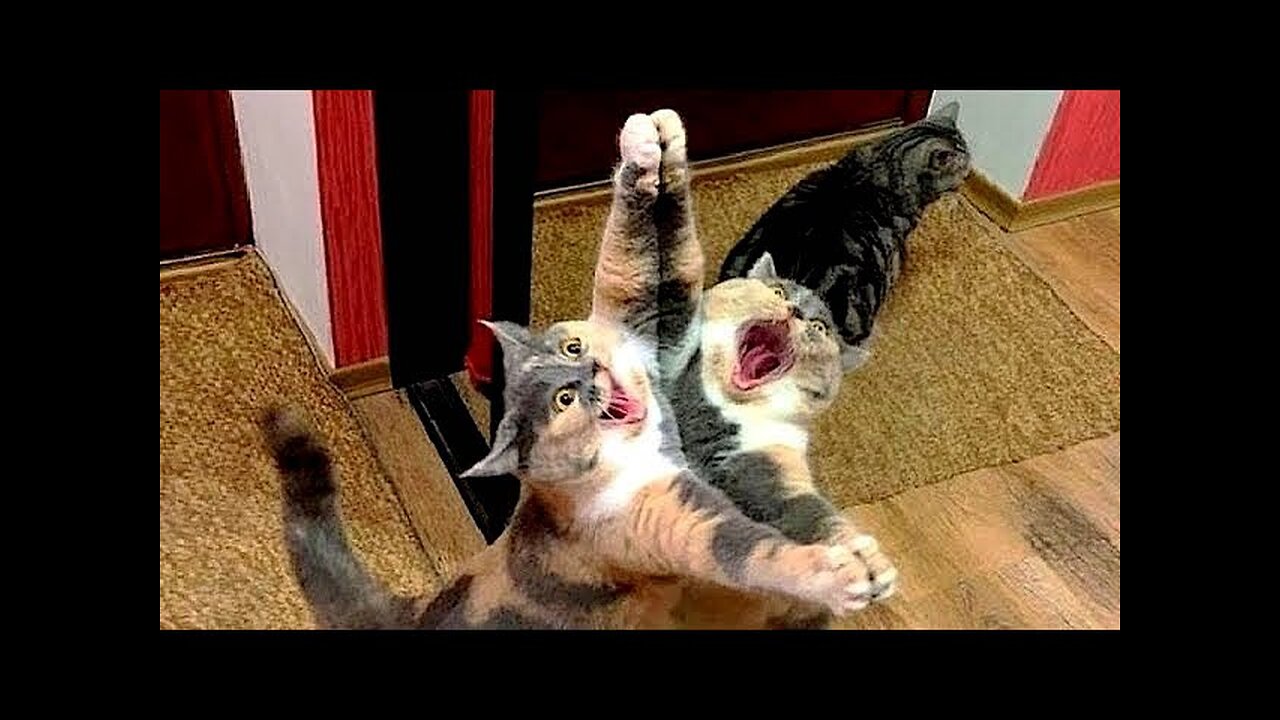 New Funny Animals Video 2023 _ Funniest Cats and Dogs Videos _ New Funny Video Of Cat And Dogs