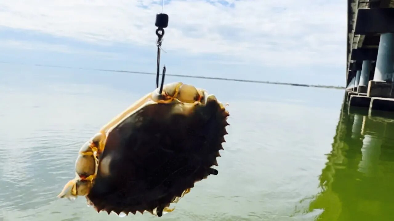 Fishing Crabs For Bait Off A Bridge for Monster Fish 🐟