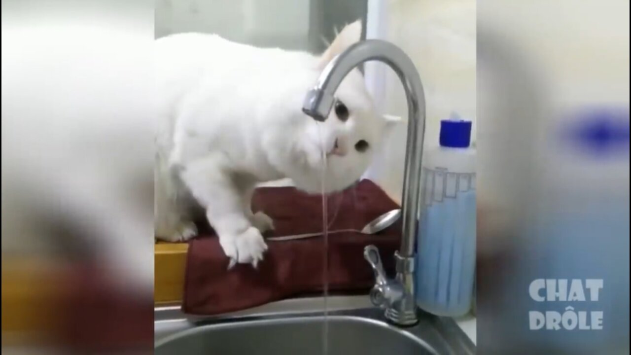 Try Not To Laugh cute and funny Cat Video To Die For