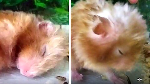 Sleeping tight satin hamster,very funny