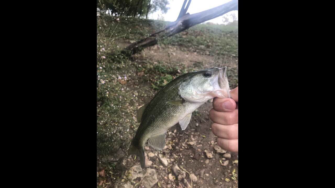 Texas Pond Series (Bamberger Park)