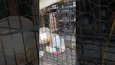 @CHICKEN BABYS @ 3WEEK'$, DOING VERY WELL