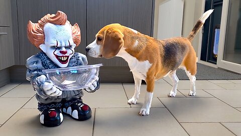 Prank dog funny vedio