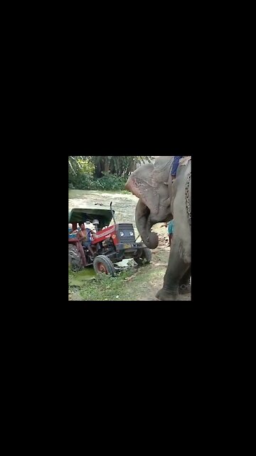 Power Of Elephant Vs Tractor