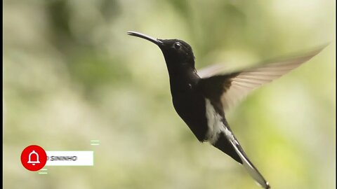 canto beija flor preto