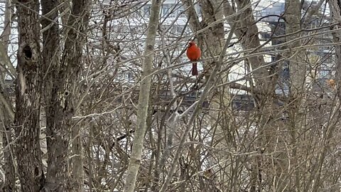 Beautiful male Cardinal chillin on a branch