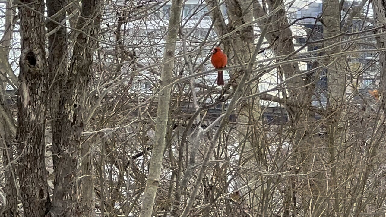 Beautiful male Cardinal chillin on a branch