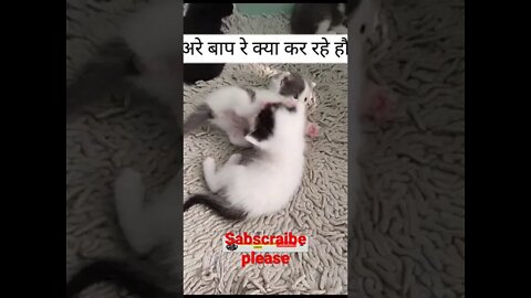 cat fight funny video || cute cat funny video