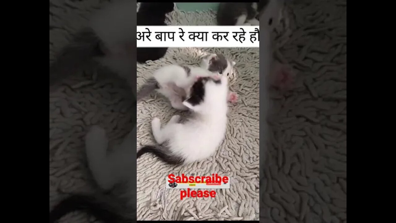 cat fight funny video || cute cat funny video