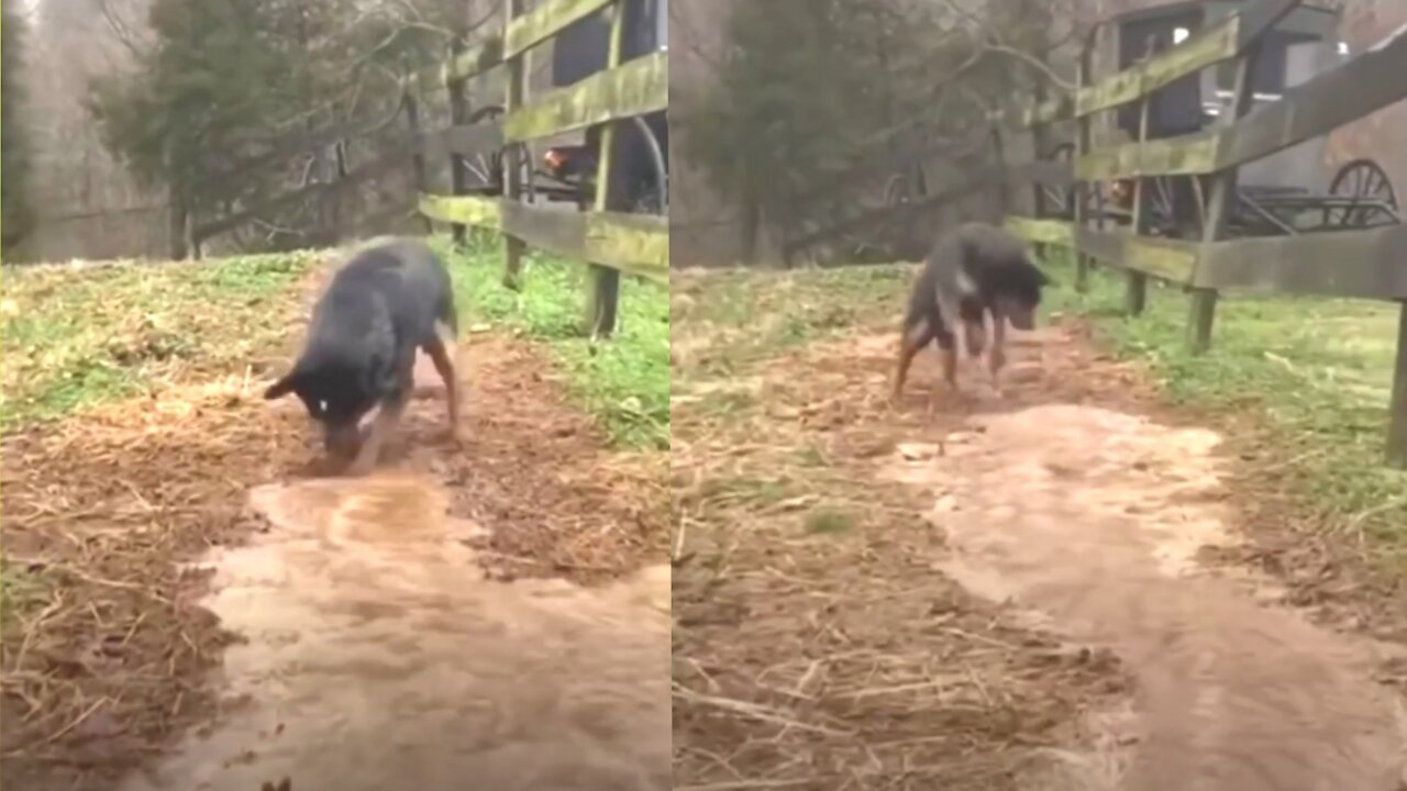 Smart dog. Know how to help the owner get water into the garden