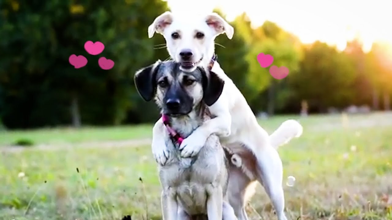 LOVING Pets😱❤️👍 ---- _ BEST Calming Videos of Cats_ Dogs and Animals