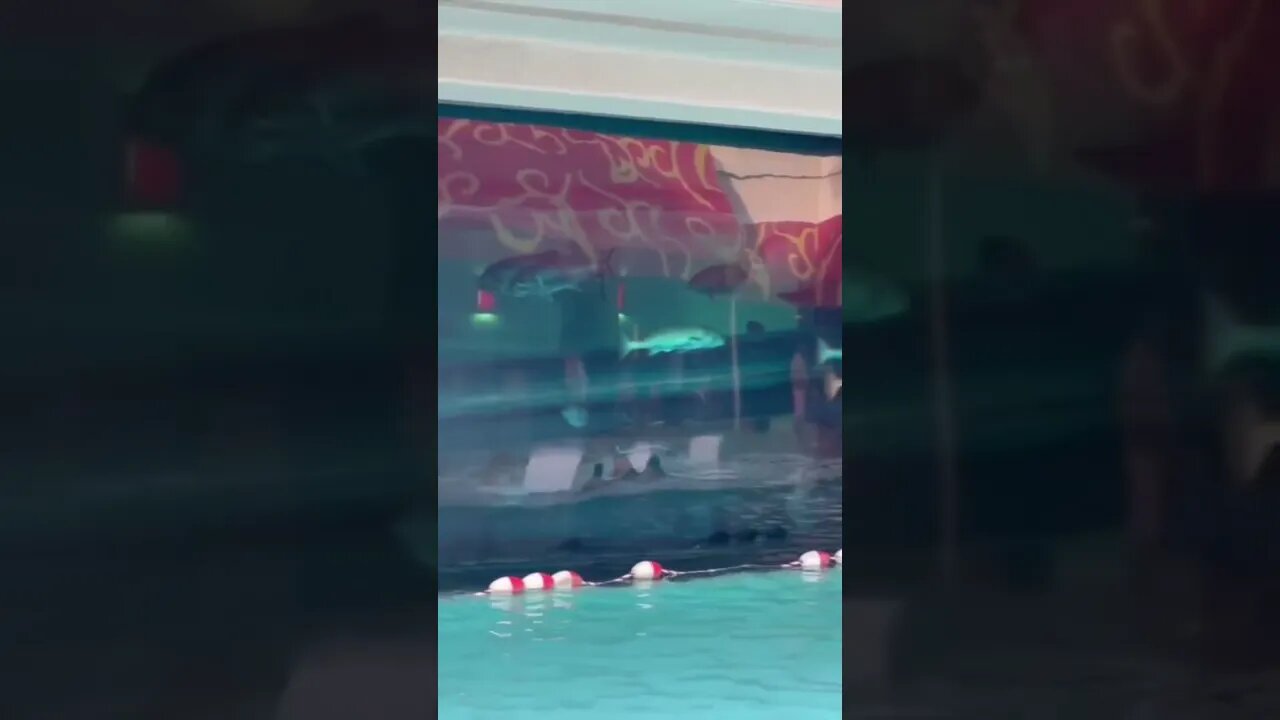 Tank Pool Golden Nugget #shorts #shortvideo #shortsyoutube #shortsvideo