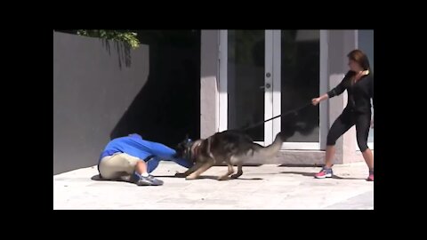 HOW TO MAKE YOUR DOG BECOME AGGRESSIVE QUICKLY WITH SIMPLE TRICKS