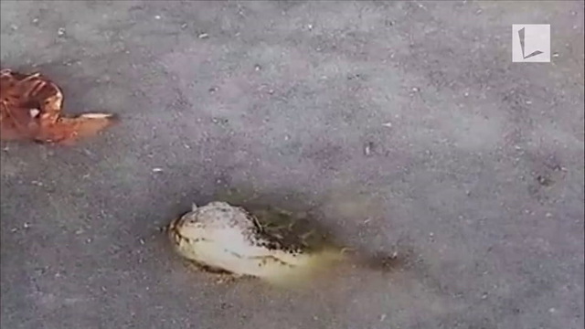 Watch: How Alligators Survive in a Frozen Pond