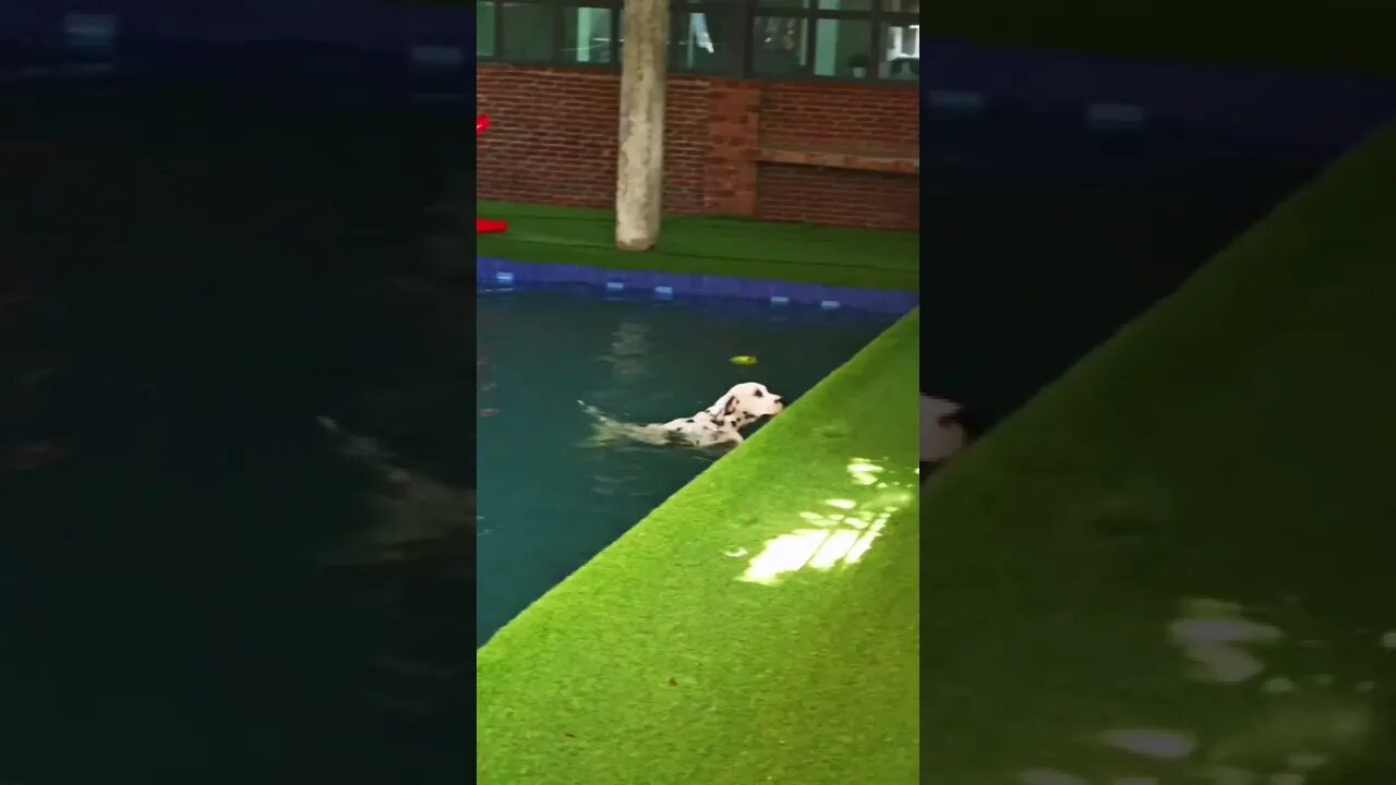 Cachorrinhos Nadando na Piscina #shorts