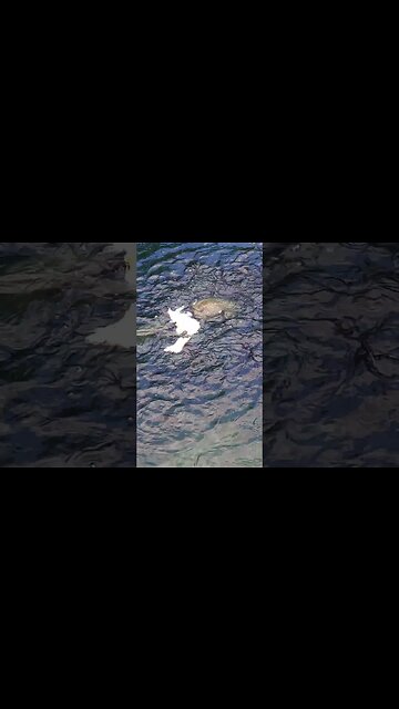 Excited Fish jumping out of the water #shorts