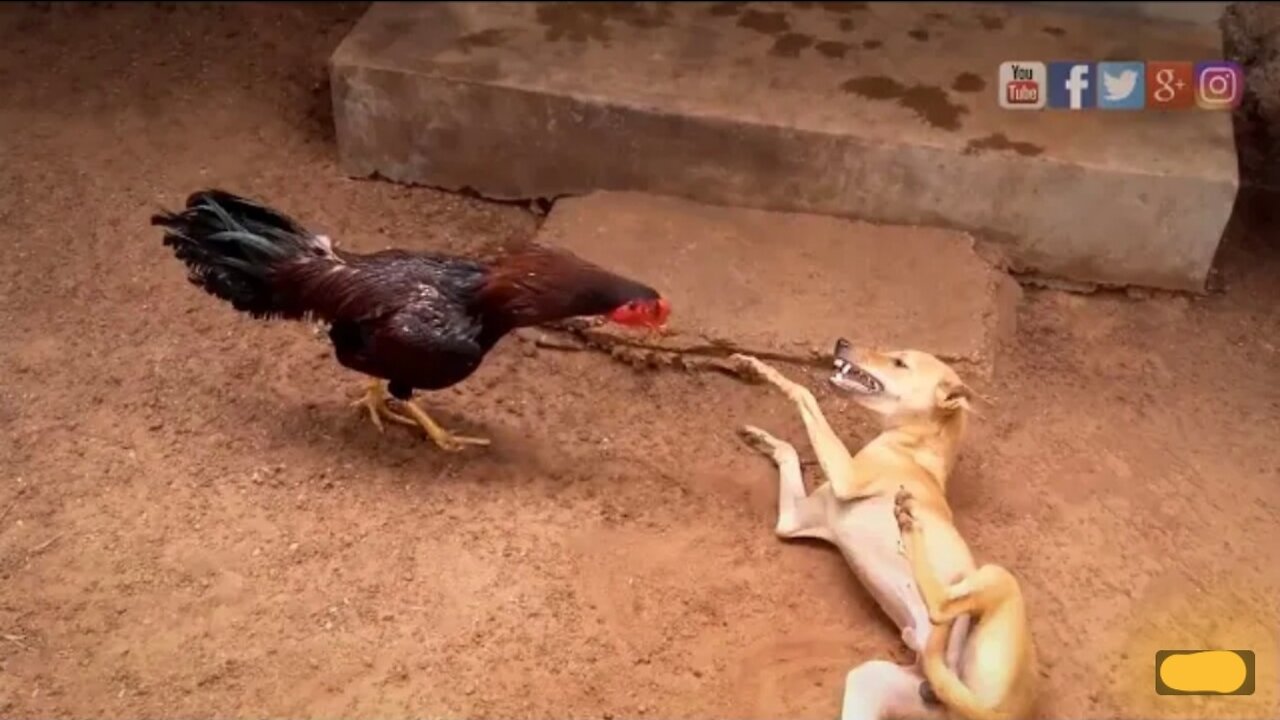 Chicken vs dog fight🔥