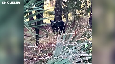 Bear spotted numerous times in Polk County