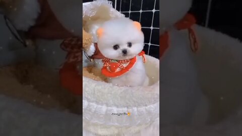 WHY.ARE.YOU.SO.CUTE??? #Puppy #Dogs #Shorts #Puppyvideo #Shortvideo #dog #doglover #cutedog #puppylo