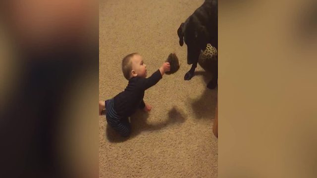 A Baby Boy And A Cute Pup Play With A Hedgehog Toy