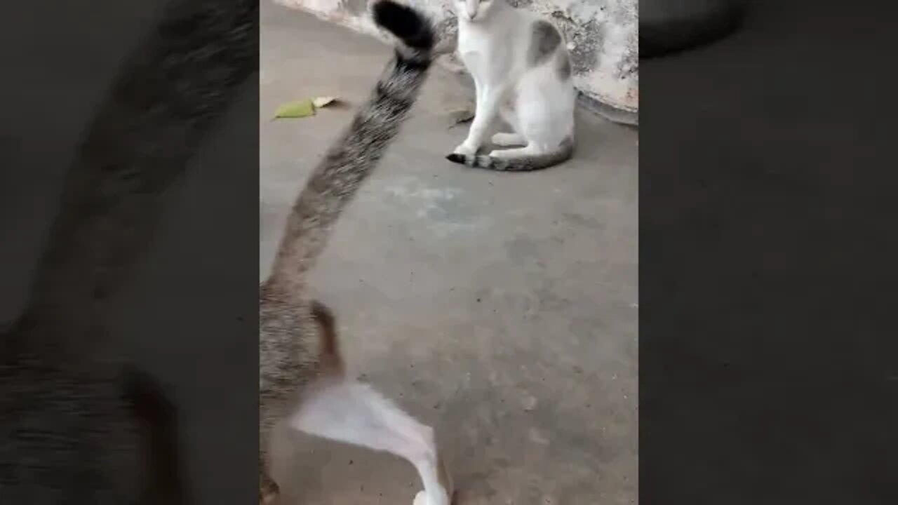 Mama cat with two kittens 😻😻