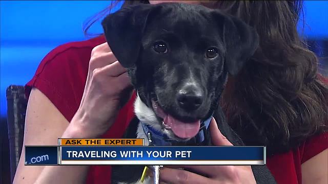 Ask the Expert: Traveling with your pet