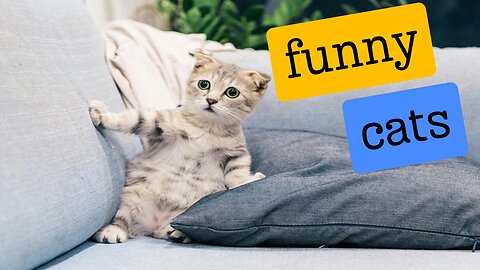 "!"Unbelievable Funny Cats – The Funniest Clips on the Internet🤣😹😺