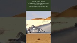 Leopardo se dá mau com porco espinho