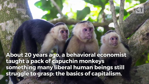 Researchers Teach Monkeys Basics Of Capitalism