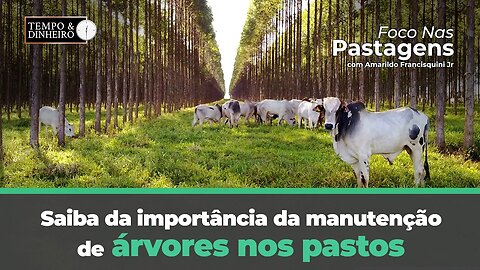 Saiba da importância da manutenção de árvores nos pastos com Foco nas Pastagens.