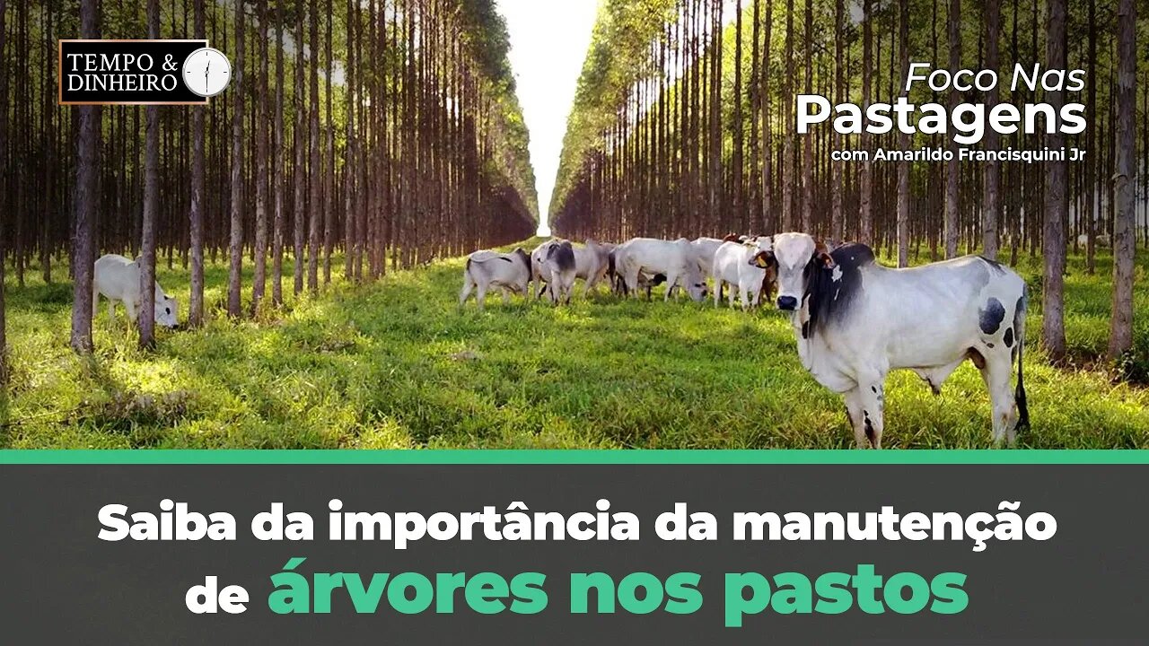 Saiba da importância da manutenção de árvores nos pastos com Foco nas Pastagens.