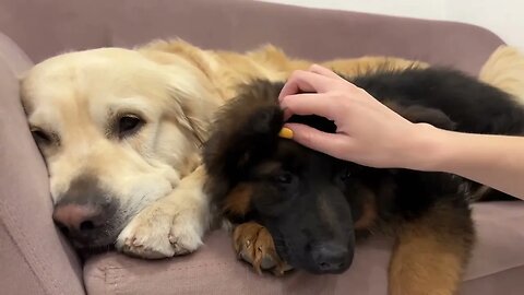 Golden Retriever Shares a Sofa with Puppies