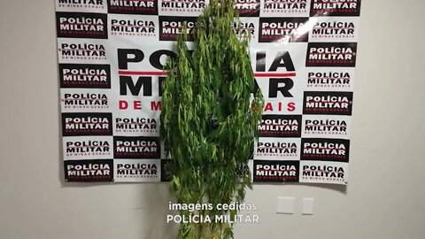 Conselheiro Pena: pé de maconha de quase 2 metros de altura apreendido em vaso de planta.