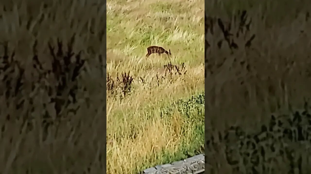 Mother and her little ones #nature #yorkshire #deer #moring