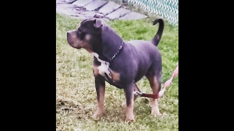 Show your American Bullies
