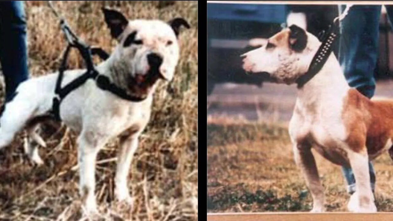 ENGLISH BULL TERRIER infusion in Irish Staffordshire ISBT 4 original BULL&TERRIER work APBT gamedog