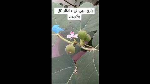 /Feigenblume/#Afghanrumble#fig #flower