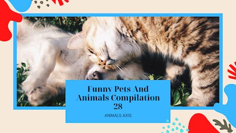 Funny Pets And Animals Compilation 28