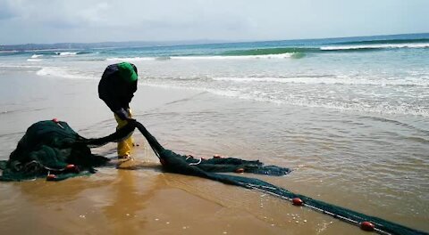 SOUTH AFRICA - Durban - Sardines being netted at Durban beachfront (Videos) (MBp)