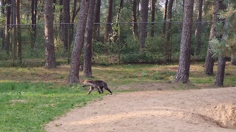 BABY HYENAS CUBS ADULT HYENAS. Pups @ BEEKSE BERGEN