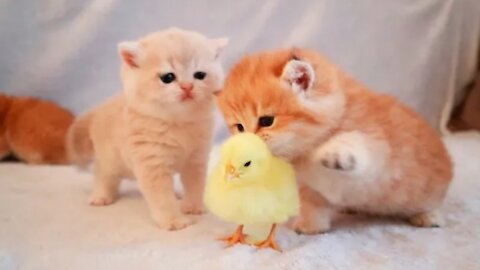 Kittens walk with a Tiny Chicken