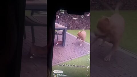 Pit bulls 2023