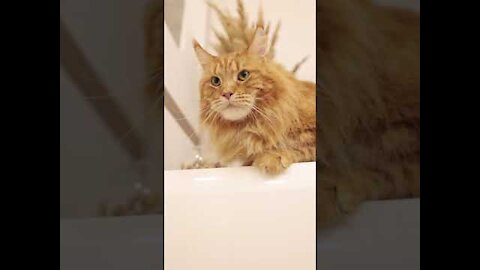 Funny Cat Reaction Videos - Angry Funny Cats - Funny Pets
